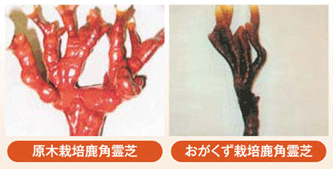 ���p���2��